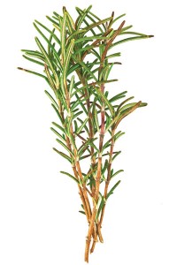 rosemary