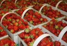 OEFFA releases food safety planning guide strawberries