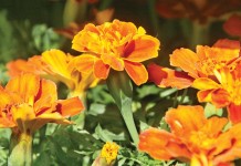 How to plan an annual flower garden orange marigolds