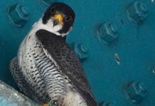 State environmental officials band, inspect Harrisburg’s newest peregrine falcons peregrine falcon on bridge