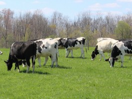 Holstein dairy cattle grazing