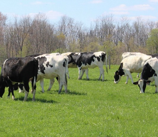 Holstein dairy cattle grazing