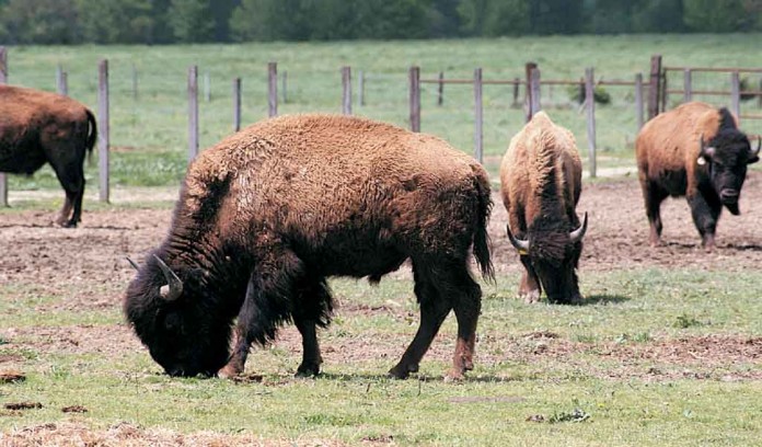 bison