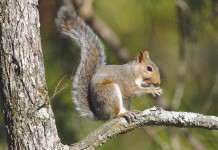 Natural treason squirrel