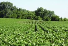 No dicamba use allowed on RR2X soybeans in 2016 Roundup Ready 2 Yield Soybean field