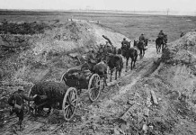 The horses of war World War I horse-drawn artillery