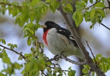 Rose-breasted grosbeaks at backyard feeders Rose-breasted grosbeak