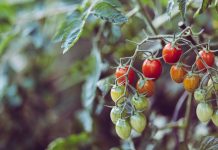 The best tomatoes for homemade ketchup