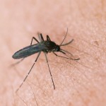 West Nile Virus detected in Pennsylvania in turkey vulture, red-tailed hawk mosquito