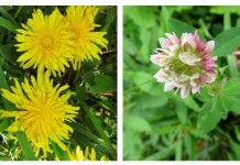 Weeds gone wild: How to control weeds naturally garden weeds