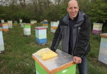 Honeybees pick up ‘astonishing’ pesticides via non-crop plants Honeybees and Purdue research