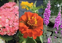 How to tell the difference between annuals, perennials and biennials hydrangea, zinnia, foxgloves collage