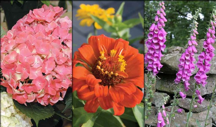 hydrangea, zinnia, foxgloves collage