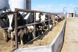 Pfeifer Dairy cows