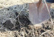 How to plant balled-and-burlapped trees shovel to ground