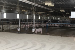 Swine in barn