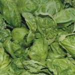 Fighting world hunger, one small, indoor vertical farm at a time basil leaves