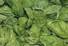 Fighting world hunger, one small, indoor vertical farm at a time basil leaves