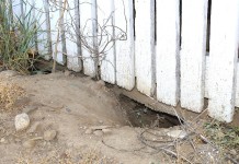 How to control groundhogs Groundhog holes