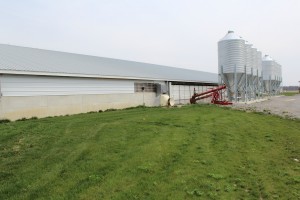 McClure swine barns