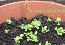 10 ideas for creative plant markers aster seedlings growing in container