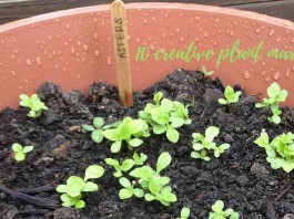 aster seedlings growing in container