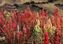 Cooking with quinoa quinoa growing