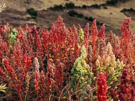 quinoa growing