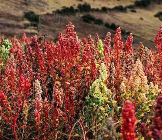quinoa growing