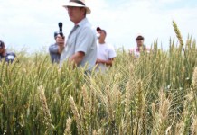 Small grains field day offers opportunities for farmers small grains clay sneller