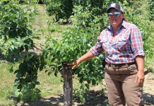 OPGMA summer tour takes a closer look at new fruit production techniques OPGMA grafting