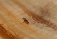 How to make a homemade fruit fly trap fruit fly on banana peel