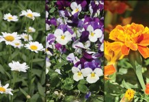 How to pick edible flowers English daisies, pansies and marigolds collage