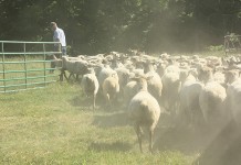 Sheep farming with a dairy frame of mind Rodger Sharp sheep flock
