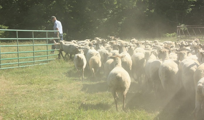 Rodger Sharp sheep flock