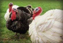 Homegrown turkey for the holidays turkeys