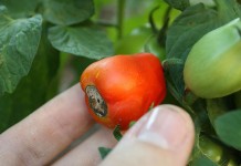 How to stop blossom end rot tomato blossom end rot