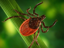 The winter kill myth: The cold hard truth about tick resilience Closeup of a tick