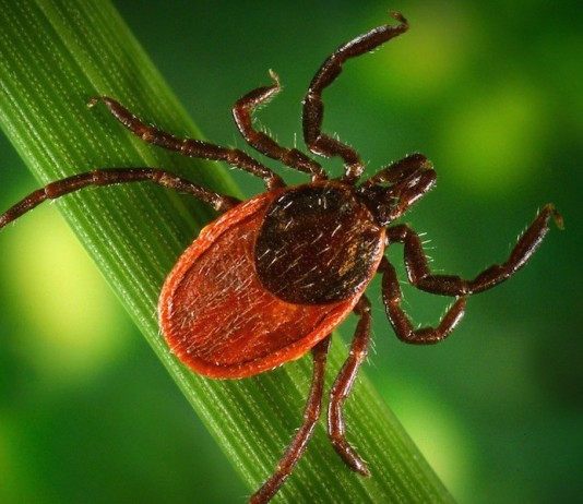 Closeup of a tick