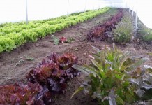 Grow your own produce year-round in Ohio Hi-tunnel