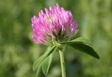 Can red clover revive damaged or declining alfalfa stands? Red clover
