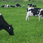 United Producers and AgriClear link grazing dairy cattle