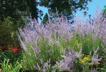 Some plants naturally repel mosquitoes lavender