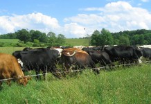 Commit to being a forage manager first