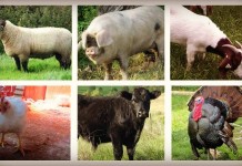 Selling meat direct: 5 sales channels for farmers 7-month-old Suffolk Ram Lamb, hog, goat, chicken, beef cattle and turkey