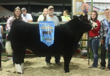 Harrison County Fair youth show livestock champions 2016 Harrison Grand Steer
