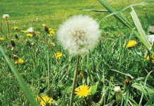 What’s that weed? How an app can help you with identification dandelions