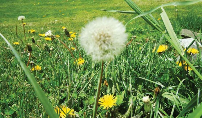 dandelions