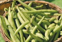 Grandma’s pressure cooker green beans green beans in basket