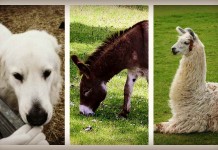 3 livestock protection animals for your farm livestock protection animals